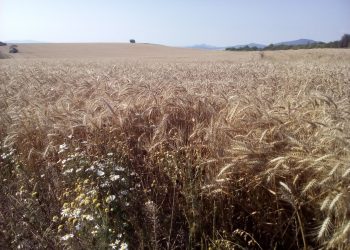 Foto: ISKRA 07/2020