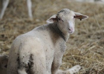 Ovca domáca (lat. Ovis aries) sa pasie na pasienkoch na Salaši Pružina  (Foto: SITA/Tomáš Somr)