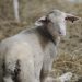 Ovca domáca (lat. Ovis aries) sa pasie na pasienkoch na Salaši Pružina  (Foto: SITA/Tomáš Somr)