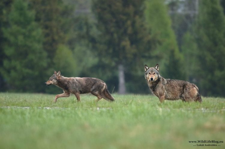 Vlk dravý (Foto: Lukáš Andreides/wildlifeblog.eu)
