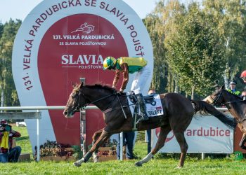 Ve 131. Velké pardubické se Slavia pojišťovnou zvítězil desetiletý ryzák stáje DS Kabelkovi Talent. Trenérkou je Hana Kabelková, která dala důvěru žokeji Pavlu Složilovi. Jen těsně vítězství uniklo jednomu z nadějných mladíků, sedmiletému Evženovi (Foto: Dostihový spolek/Petr Šedivý)