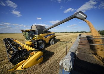 Poľnohospodári z farmy Voznesenka-Agro zberajú úrodu kombajnom na nákladnom aute na pšeničnom poli neďaleko Melitopolu na juhu Ukrajiny vo štvrtok 14. júla 2022. Táto fotografia vznikla počas cesty organizovanej ruským ministerstvom obrany (Foto: SITA/AP Photo)
