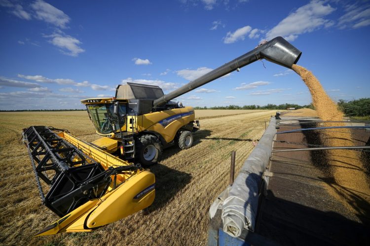 Poľnohospodári z farmy Voznesenka-Agro zberajú úrodu kombajnom na nákladnom aute na pšeničnom poli neďaleko Melitopolu na juhu Ukrajiny vo štvrtok 14. júla 2022. Táto fotografia vznikla počas cesty organizovanej ruským ministerstvom obrany (Foto: SITA/AP Photo)