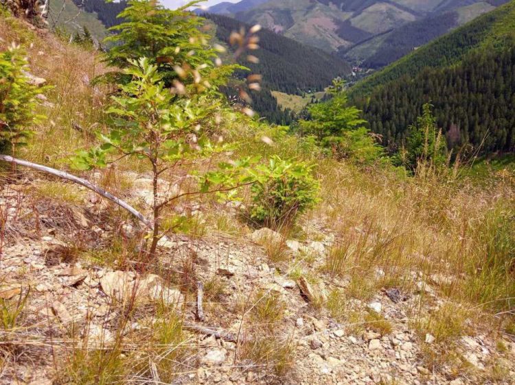 Na Čertovici po rozsiahlej vetrovej a kôrovcovej kalamite vyplnili okrem smreka rozsiahle plochy buk a ďalších 8 drevín. (Foto: facebook.com/robert.gombarik)
