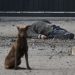 Túlavý pes sedí pri mŕtvom tele miestneho občana, ktorý zahynul pri ostreľovaní priemyselnej oblasti v ukrajinskom Chersone v piatok 3. februára 2023 (Foto: SITA/AP Photo/LIBKOS)