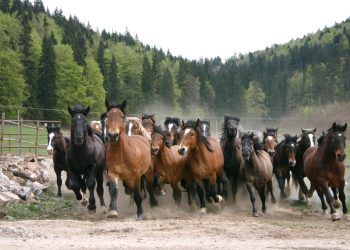 Norik muránskeho typu (Foto: foto lesy.sk)
